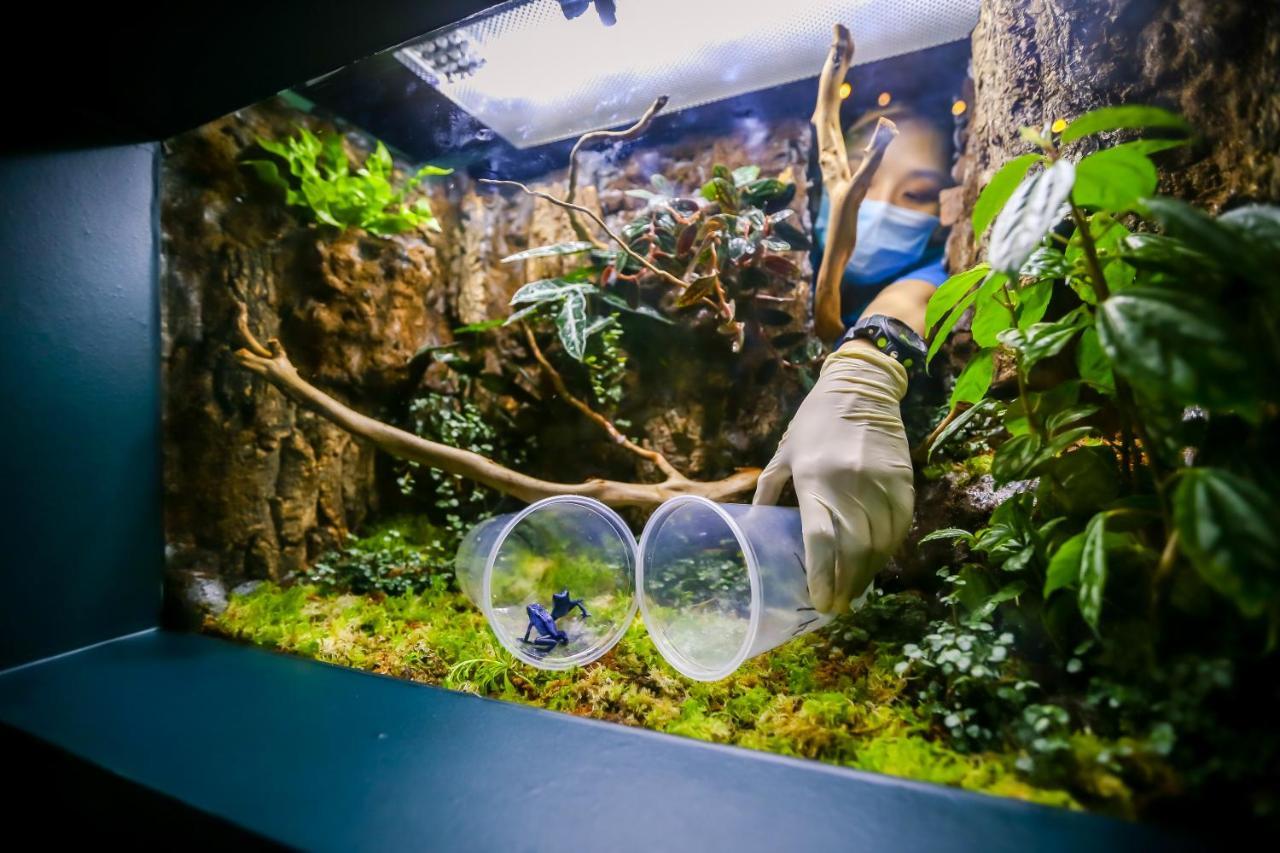 Resorts World Sentosa - Festive Hotel Singapur Zewnętrze zdjęcie A bioactive terrarium with a blue-dumpy frog